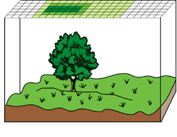 Die Art der Fortbewegung kann die Oberflächenkonzentration eines Features begrenzen und direkt beeinflussen, so wie dies bei der Ausbreitung von Samen von einer Pflanze geschieht.