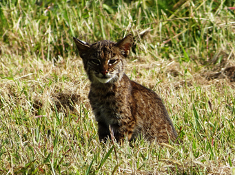 Créer des habitats adaptés aux lynx