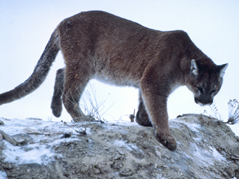 Find suitable cougar habitat