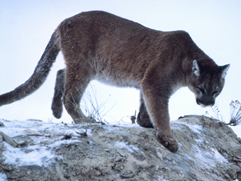 Buscar el hábitat adecuado para el puma