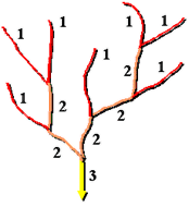 Méthode de hiérarchisation de Strahler