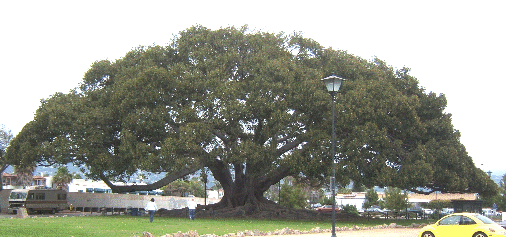 Инжирное дерево